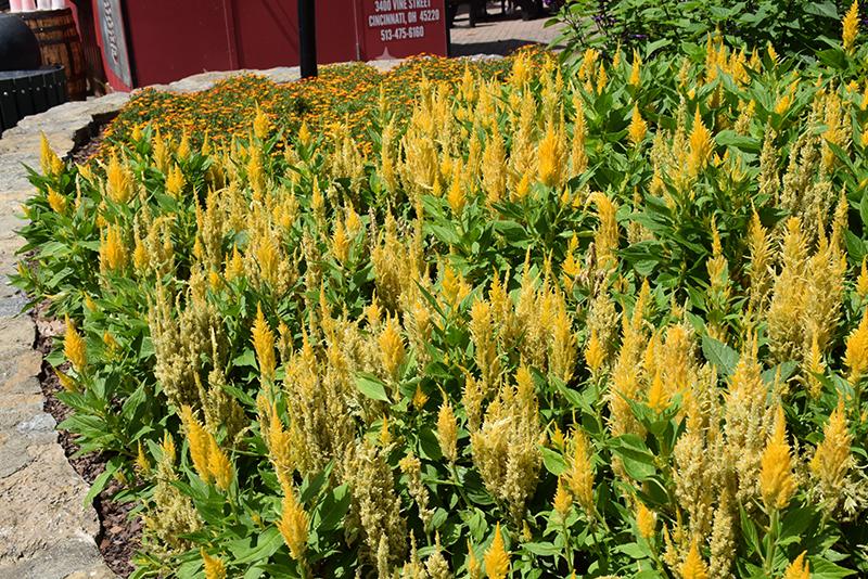 Celosia Bright Sparks Yellow - View 9 from www redcrocus com