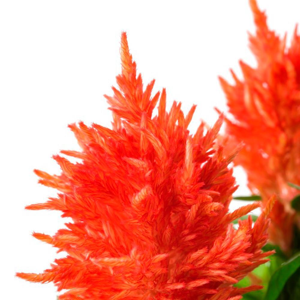 Celosia 'kelos Fire Orange' - View 11 from www redcrocus com