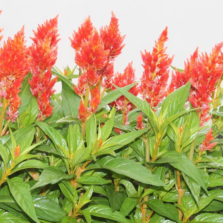 Celosia 'kelos Fire Orange' - View 13 from www redcrocus com