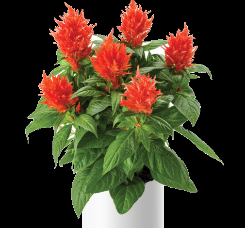 Celosia 'kelos Fire Orange' - View 1 from www redcrocus com
