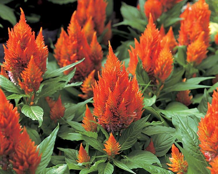 Celosia 'kelos Fire Orange' - View 7 from www redcrocus com