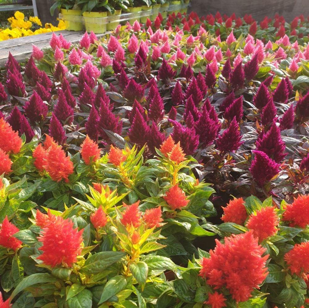 Celosia Kelos Fire Yellow - View 11 from www redcrocus com
