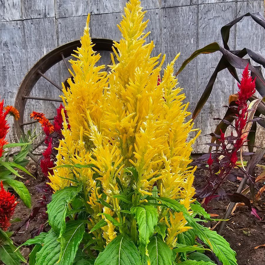 Celosia Kelos Fire Yellow - View 12 from www redcrocus com