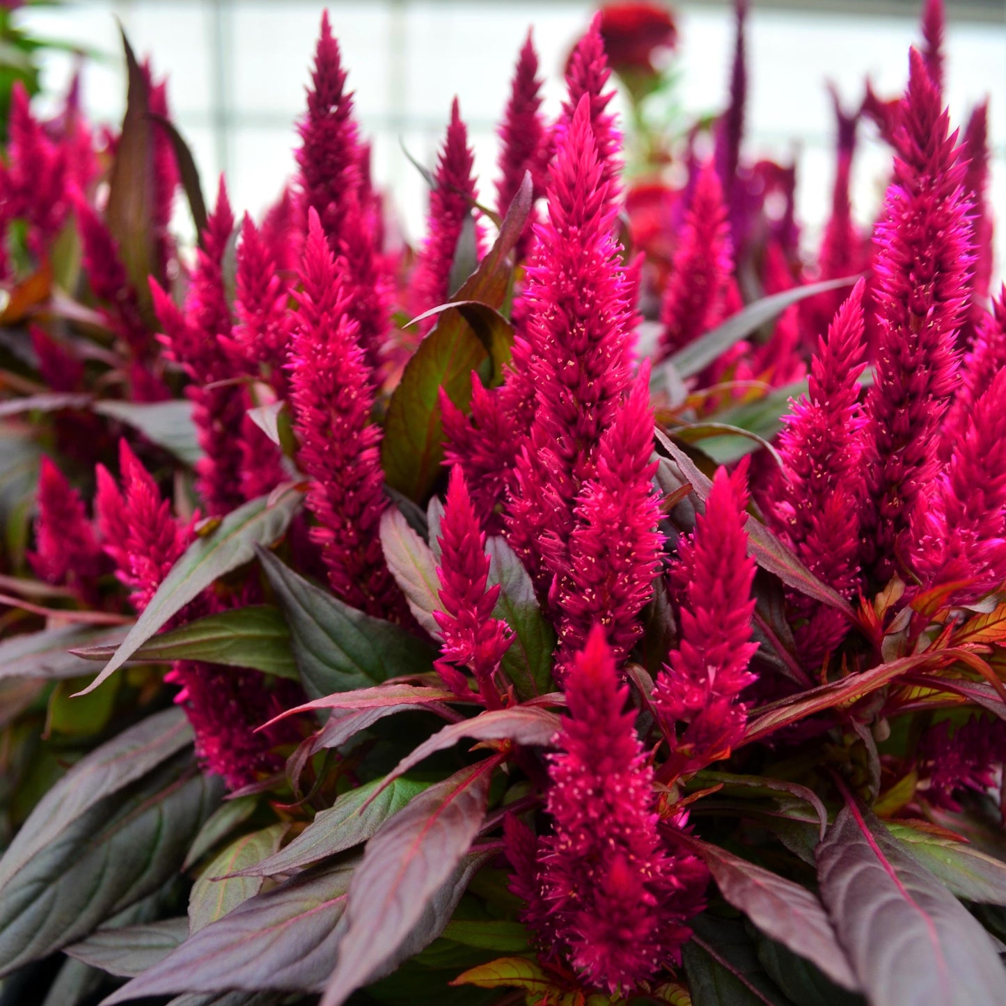 Celosia Kelos Fire Yellow - View 13 from www redcrocus com