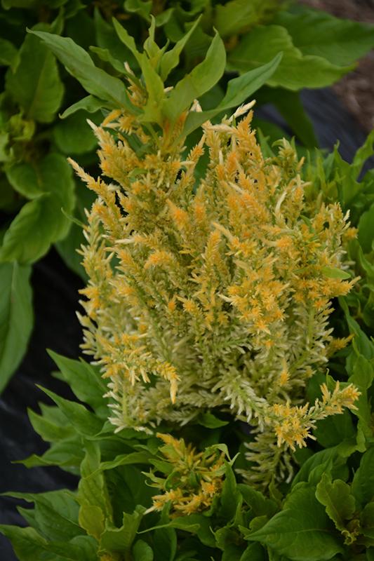 Celosia Kelos Fire Yellow - View 14 from www redcrocus com