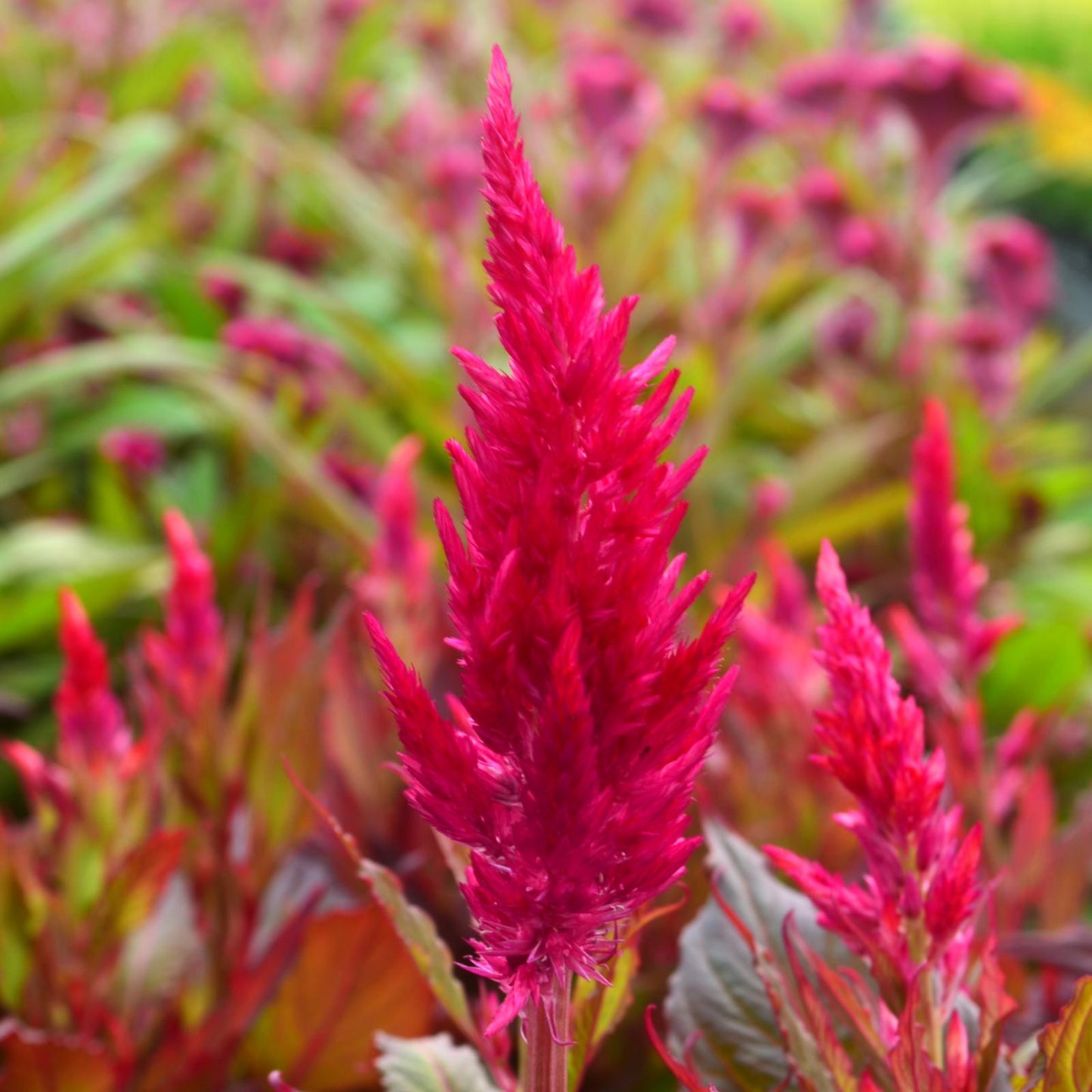 Celosia Kelos Fire Yellow - View 15 from www redcrocus com