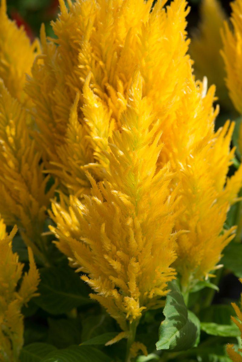 Celosia Kelos Fire Yellow - View 16 from www redcrocus com