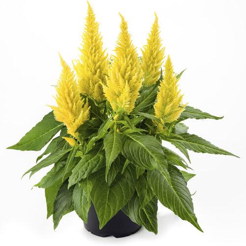 Celosia Kelos Fire Yellow - View 2 from www redcrocus com