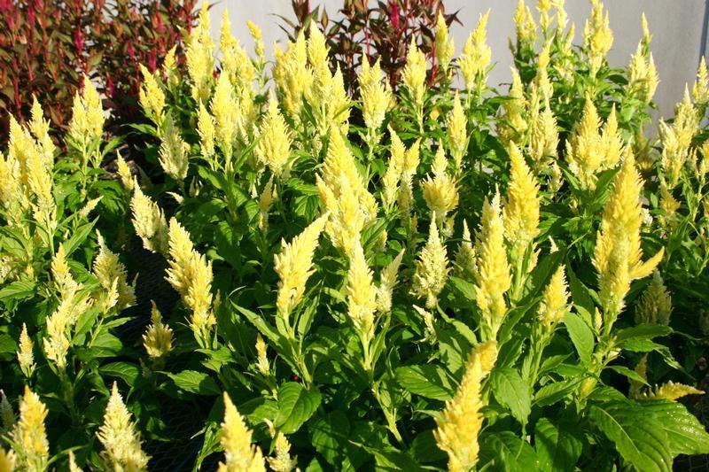 Celosia Kelos Fire Yellow - View 3 from www redcrocus com