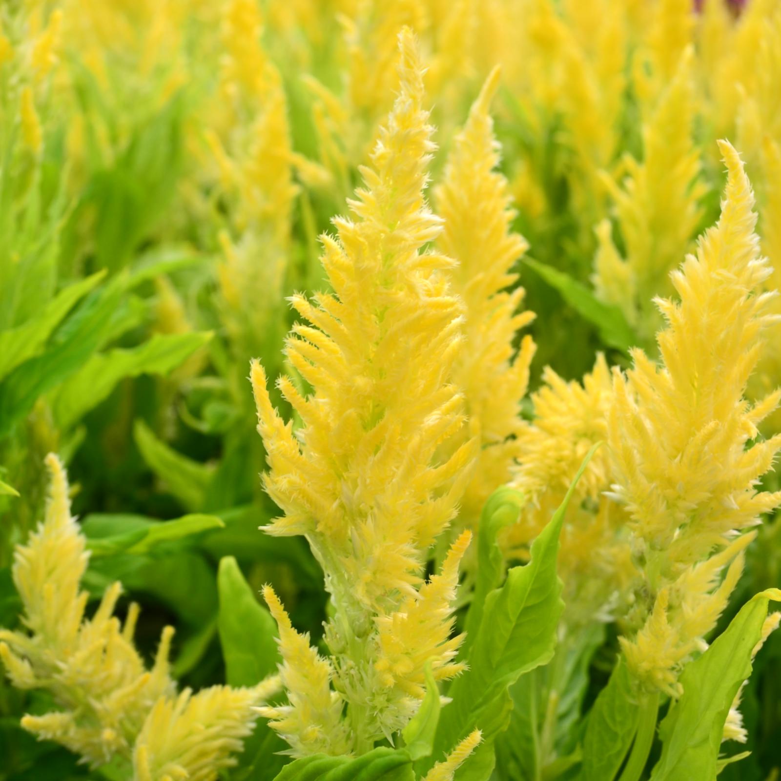 Celosia Kelos Fire Yellow - View 4 from www redcrocus com