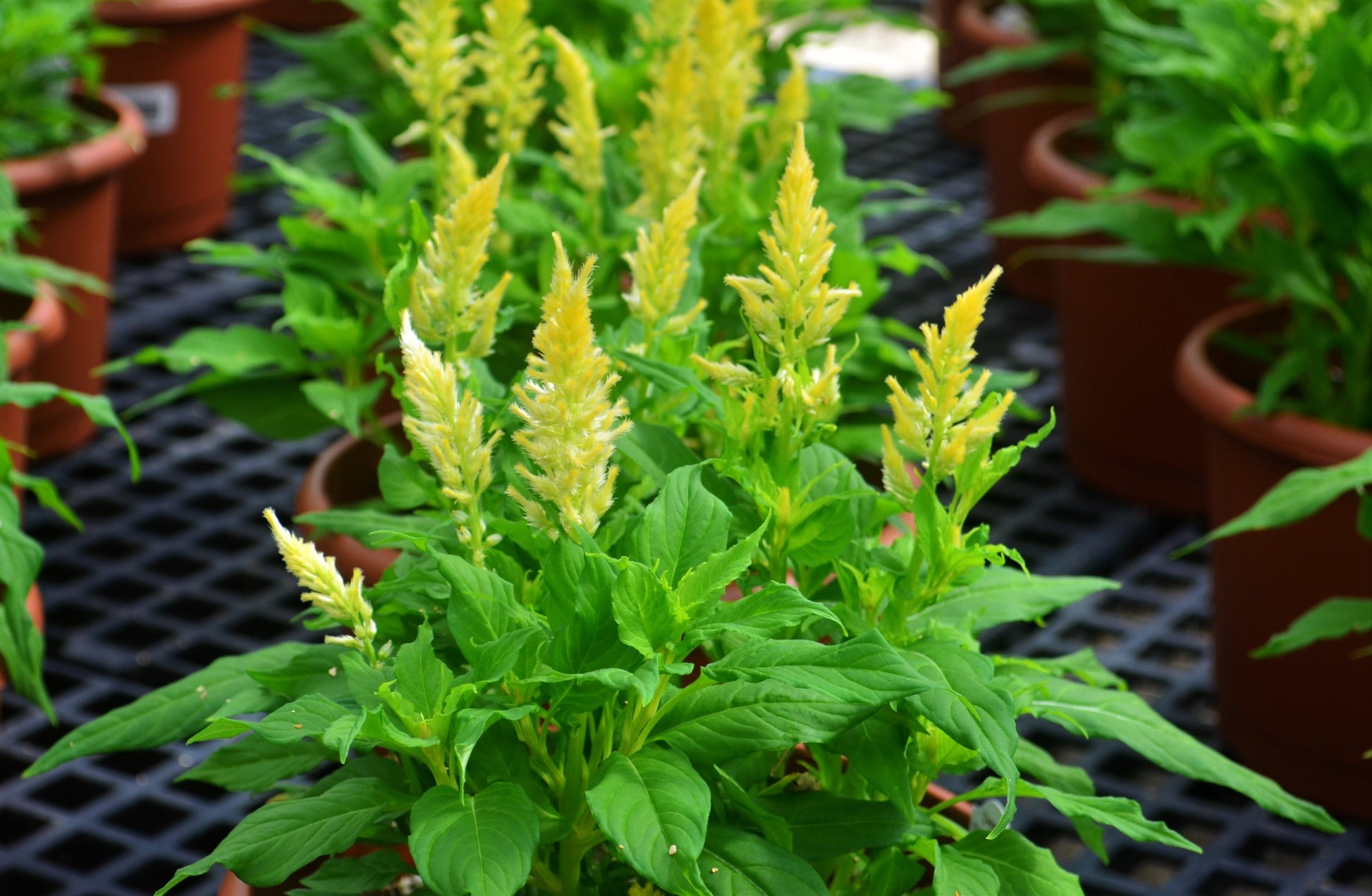 Celosia Kelos Fire Yellow - View 5 from www redcrocus com