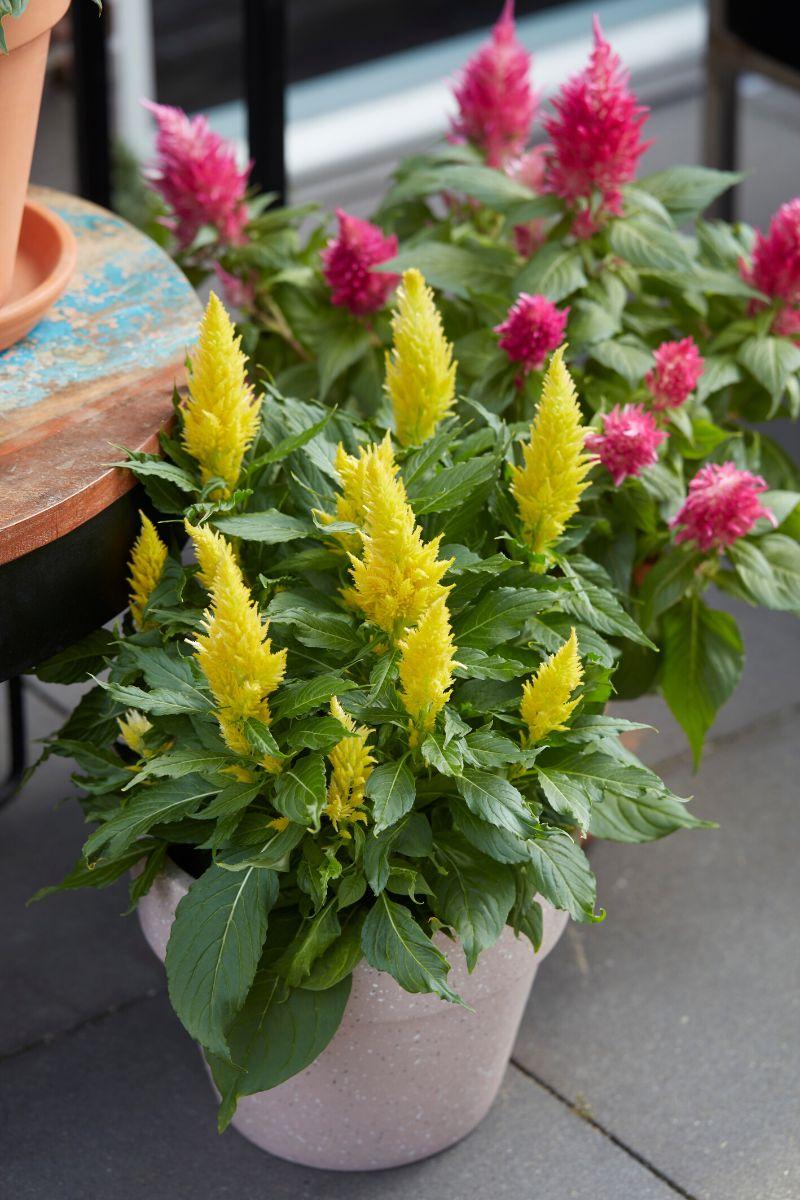 Celosia Kelos Fire Yellow - View 7 from www redcrocus com