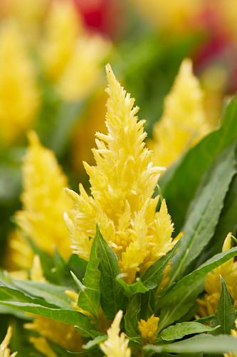 Celosia Kelos Fire Yellow - View 9 from www redcrocus com