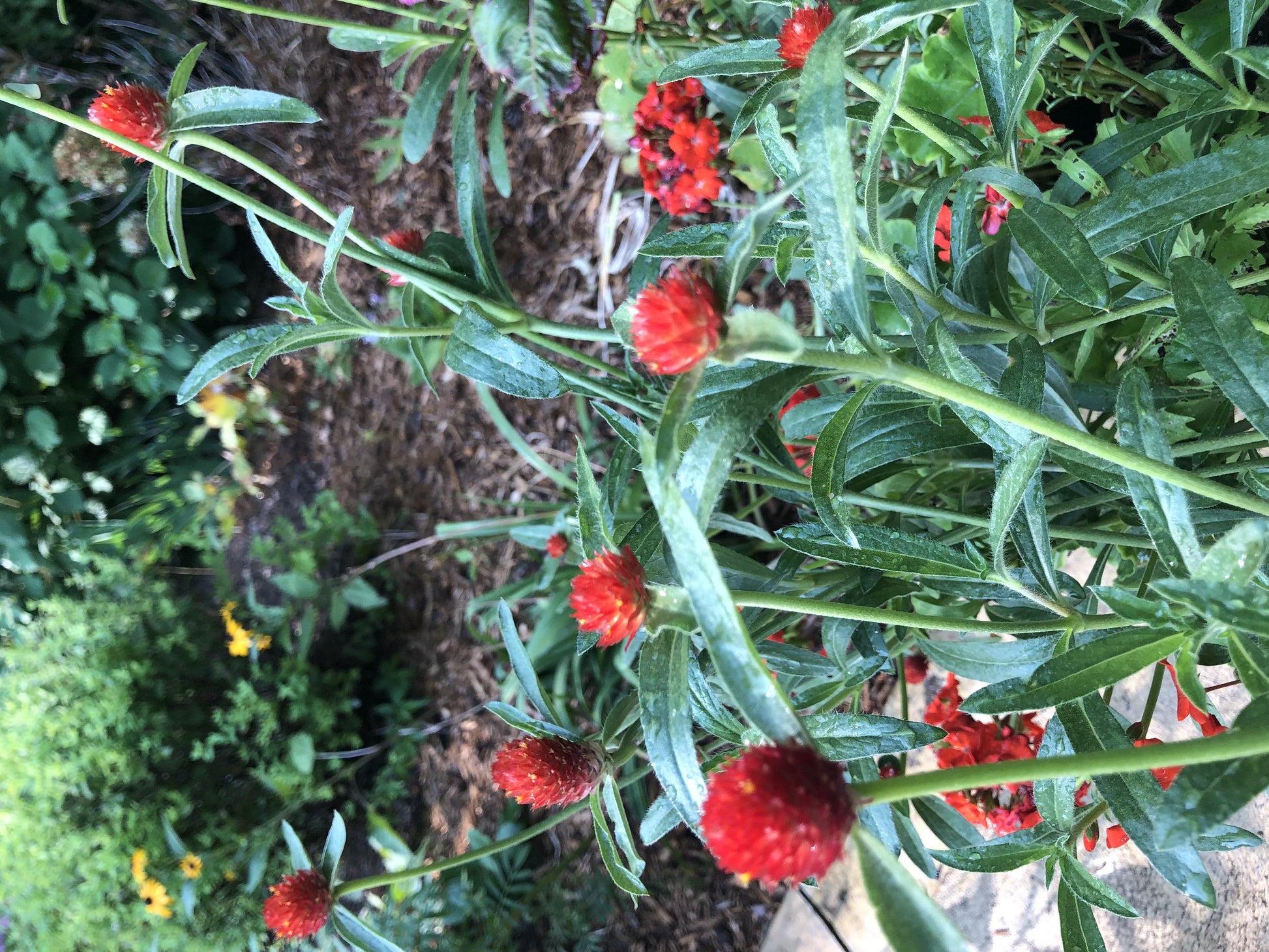 Gomphrena Strawberry Fields - View 11 from www redcrocus com