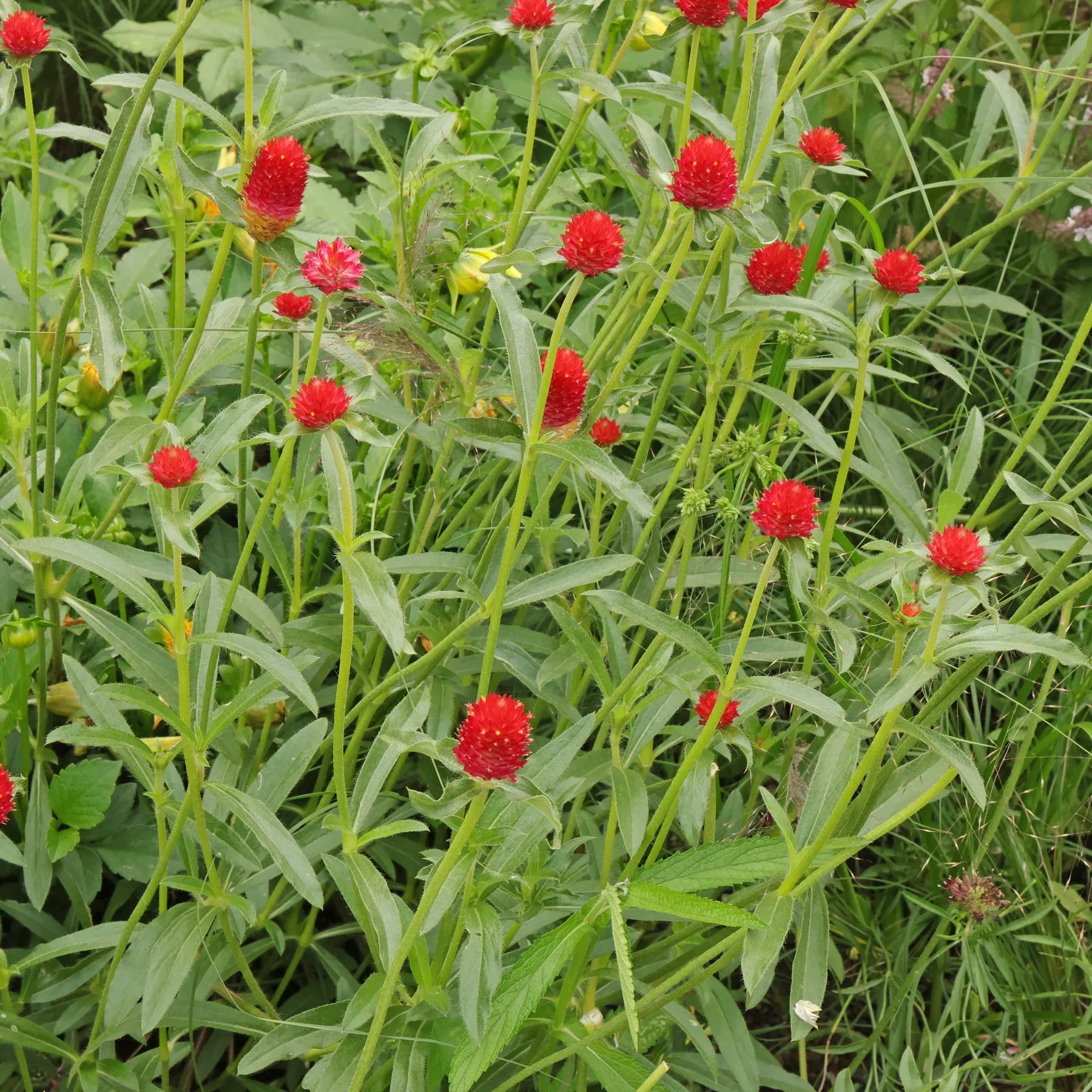 Gomphrena Strawberry Fields - View 12 from www redcrocus com