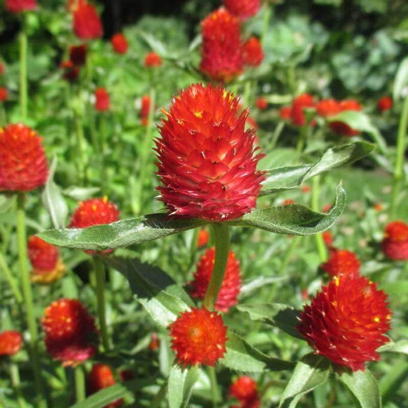 Gomphrena Strawberry Fields - View 13 from www redcrocus com