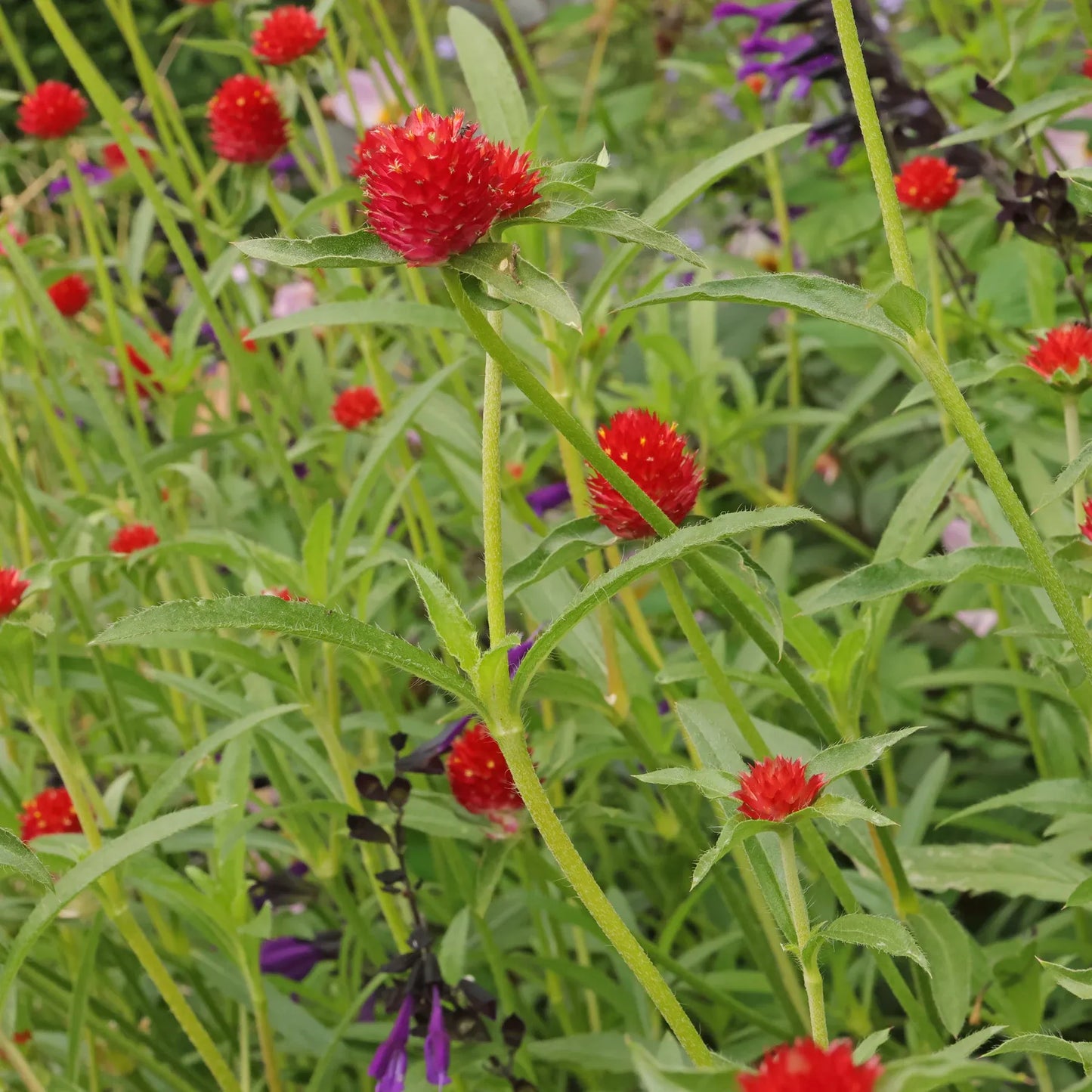 Gomphrena Strawberry Fields - View 14 from www redcrocus com