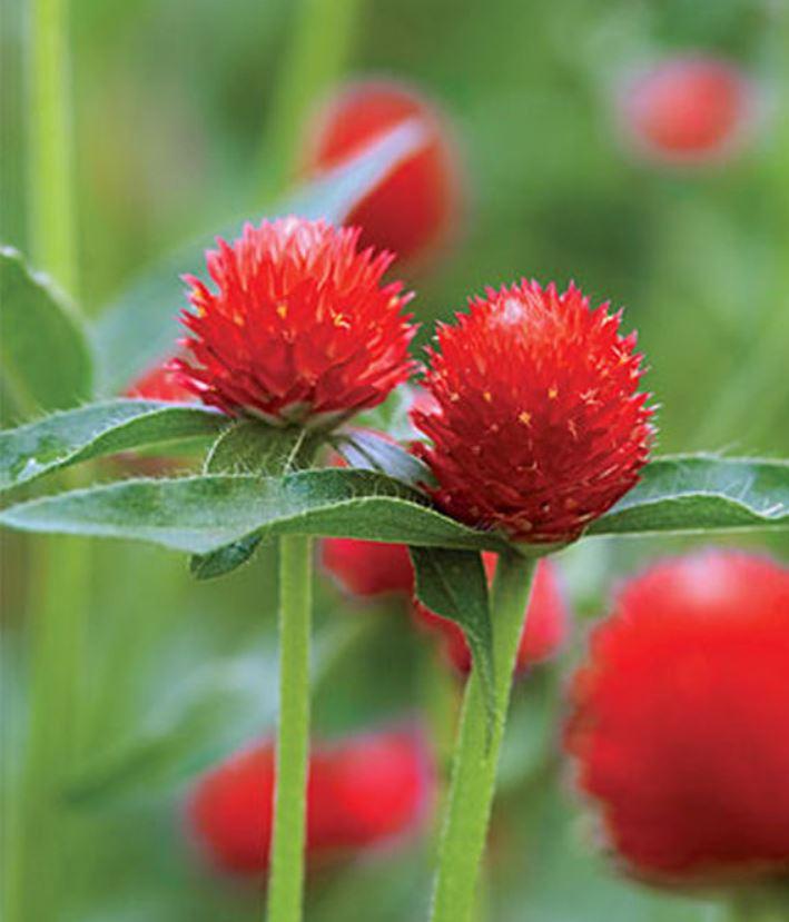 Gomphrena Strawberry Fields - View 15 from www redcrocus com