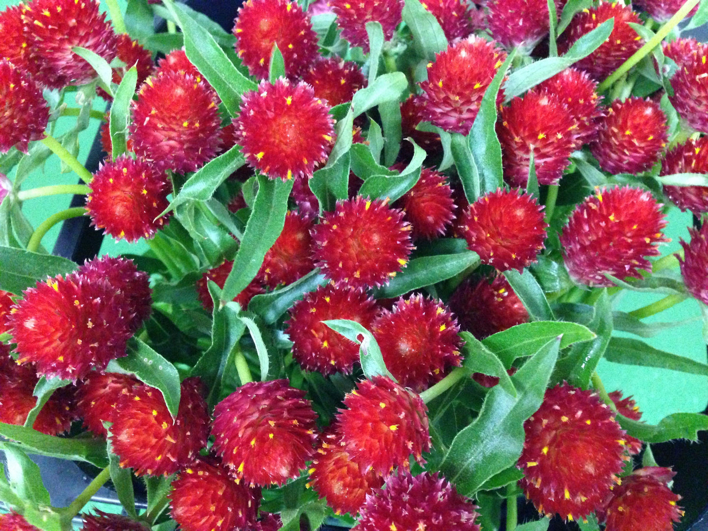 Gomphrena Strawberry Fields - View 16 from www redcrocus com