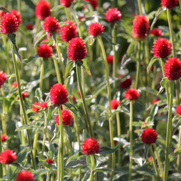 Gomphrena Strawberry Fields - View 17 from www redcrocus com