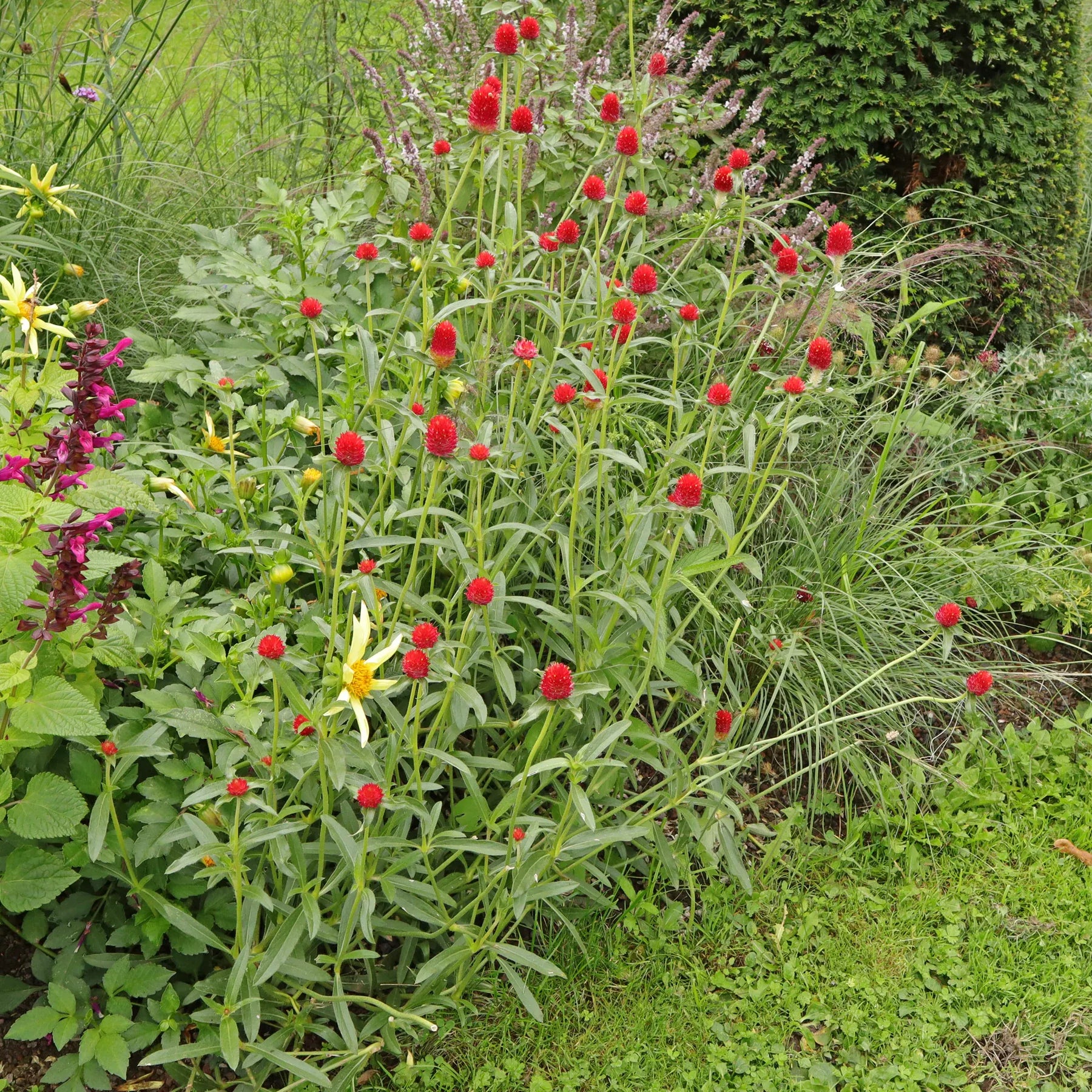 Gomphrena Strawberry Fields - View 18 from www redcrocus com