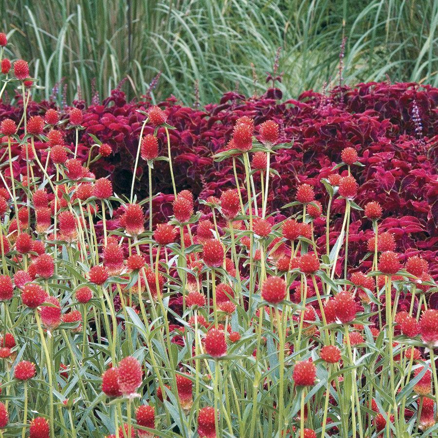 Gomphrena Strawberry Fields - View 19 from www redcrocus com