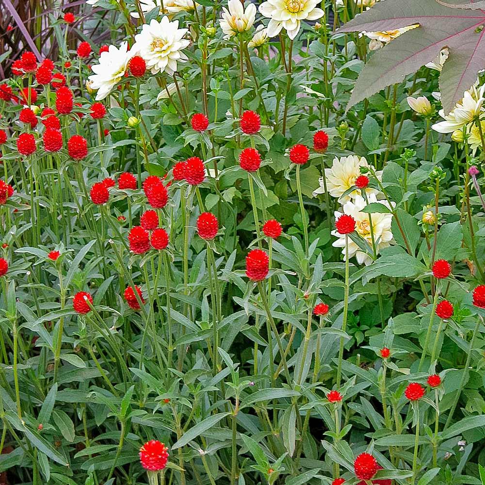 Gomphrena Strawberry Fields - View 1 from www redcrocus com
