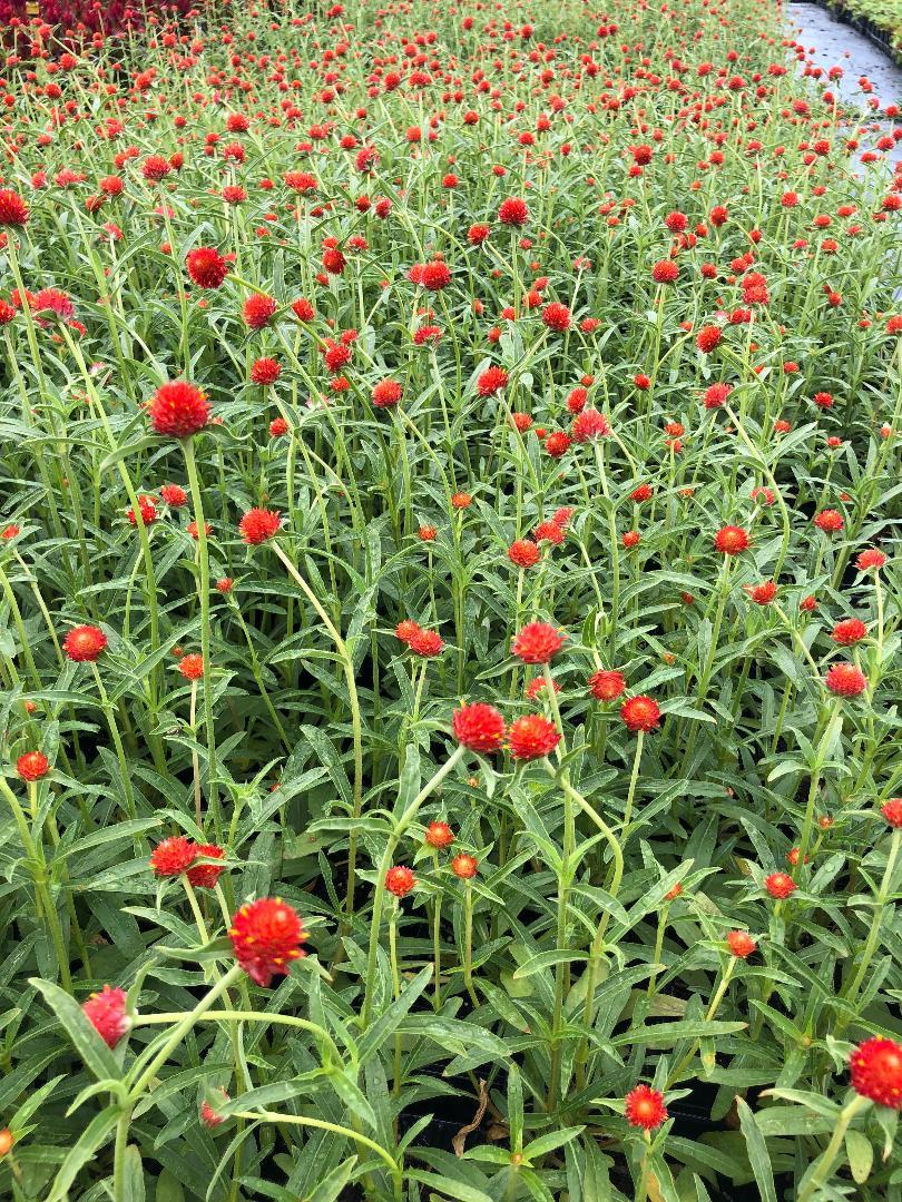 Gomphrena Strawberry Fields - View 2 from www redcrocus com