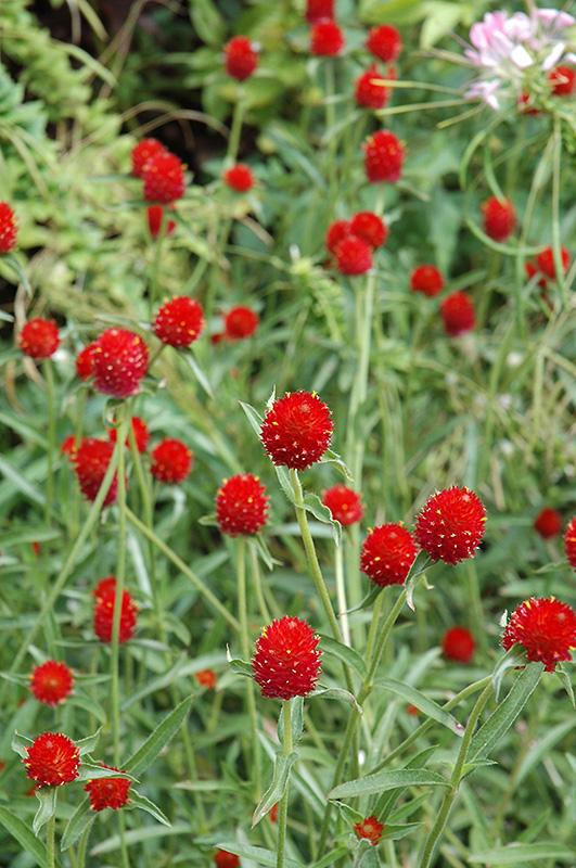 Gomphrena Strawberry Fields - View 3 from www redcrocus com