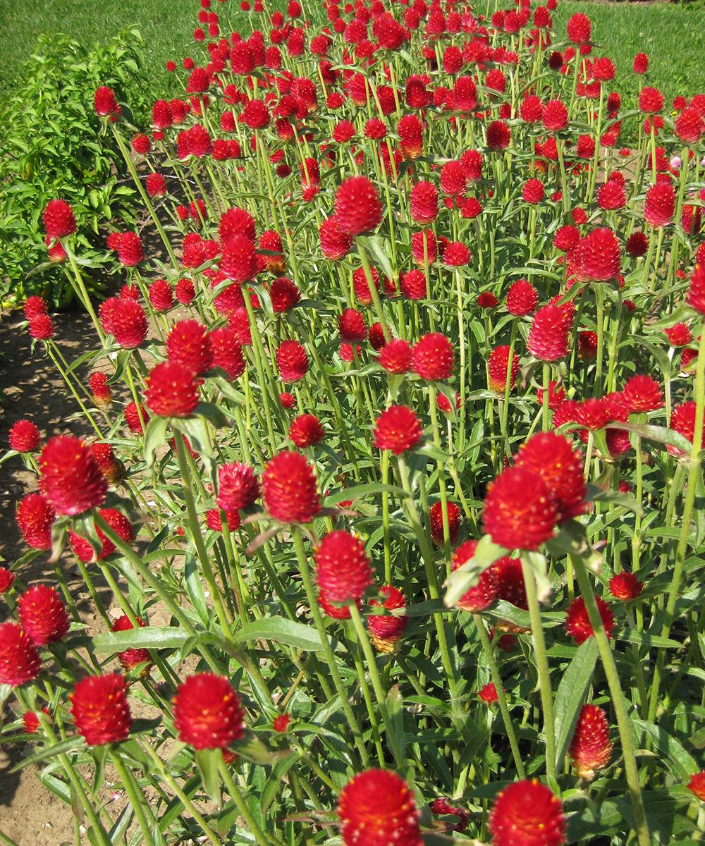Gomphrena Strawberry Fields - View 4 from www redcrocus com