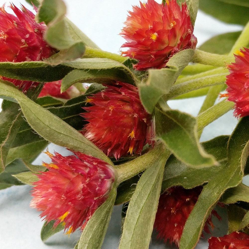 Gomphrena Strawberry Fields - View 6 from www redcrocus com