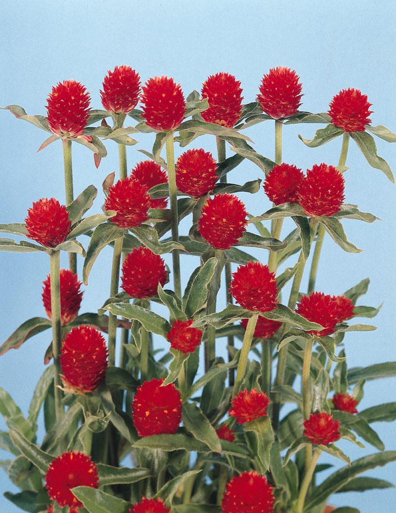 Gomphrena Strawberry Fields - View 7 from www redcrocus com