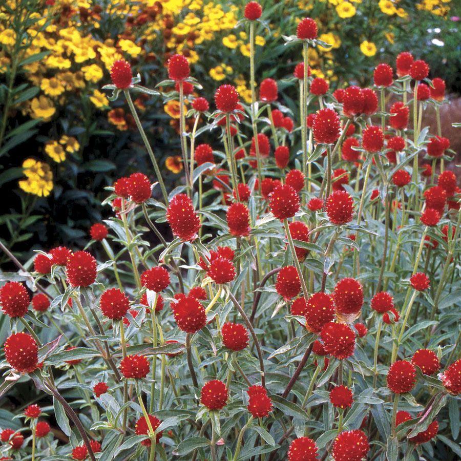 Gomphrena Strawberry Fields - View 8 from www redcrocus com