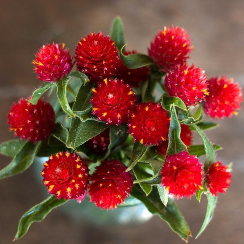 Gomphrena Strawberry Fields - View 9 from www redcrocus com