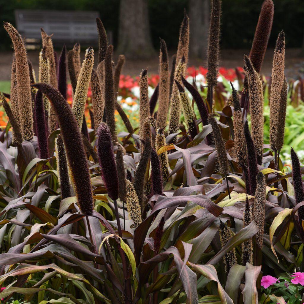 Grass Millet Copper Prince - View 10 from www redcrocus com