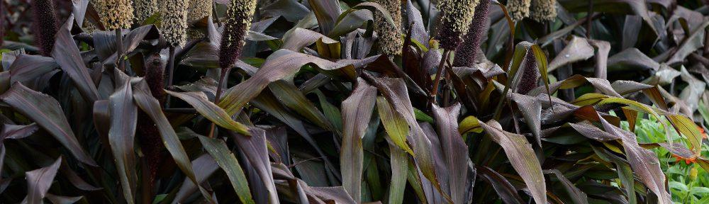 Grass Millet Copper Prince - View 12 from www redcrocus com