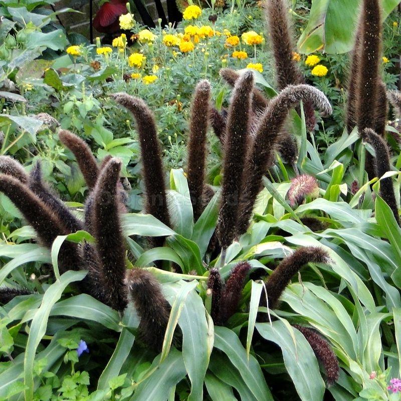Grass Millet Copper Prince - View 14 from www redcrocus com