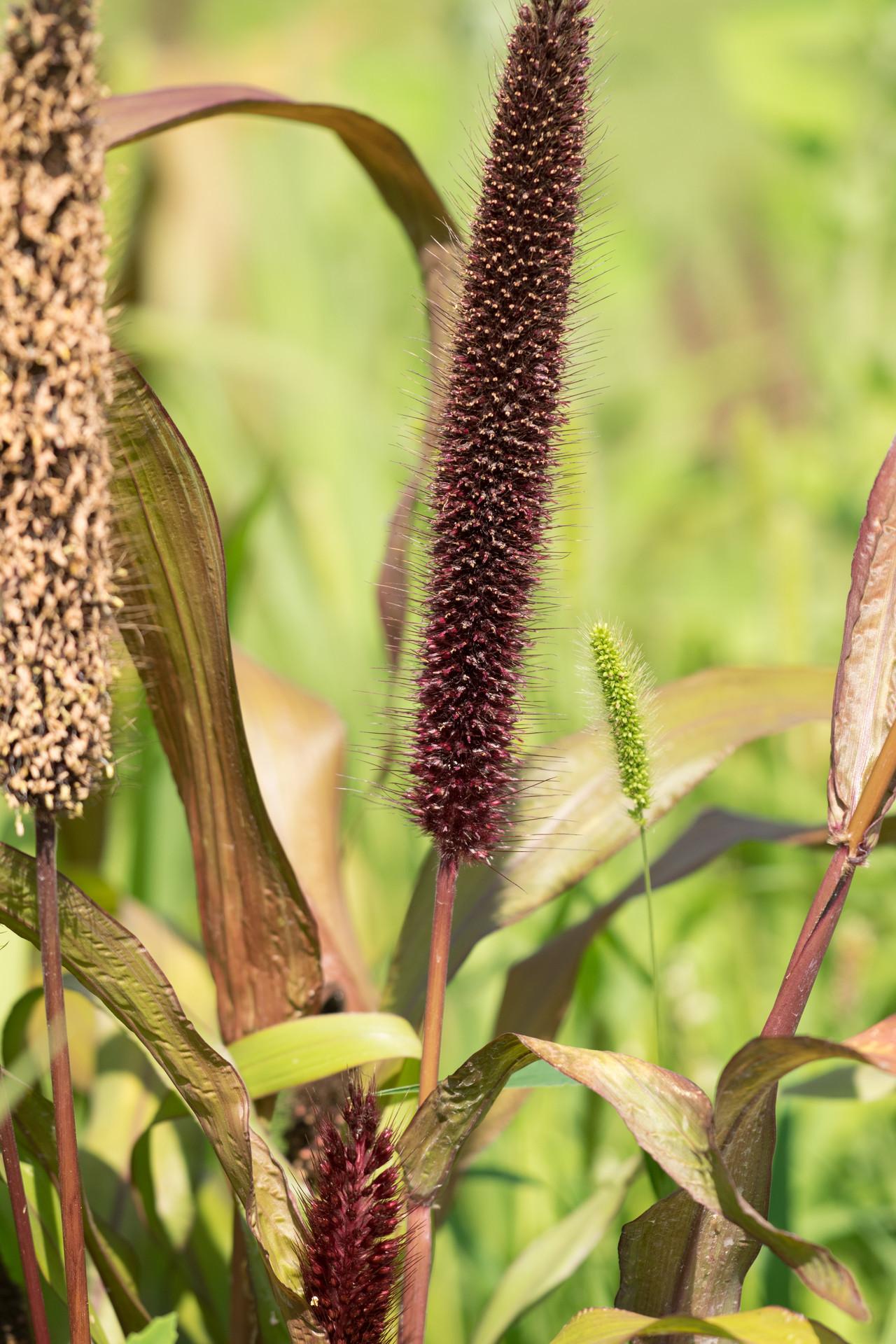 Grass Millet Copper Prince - View 16 from www redcrocus com