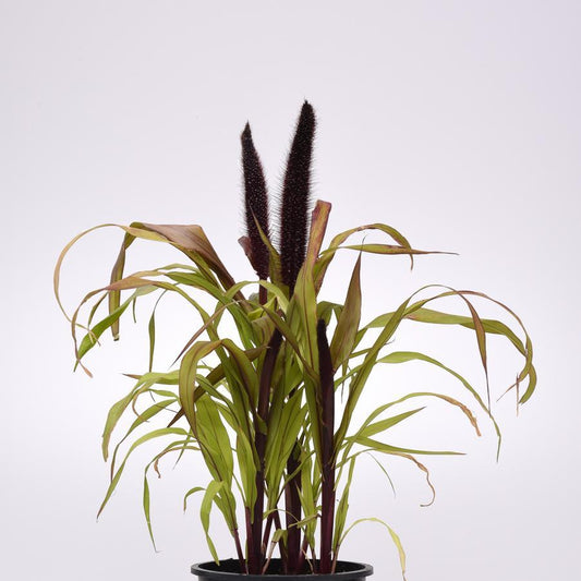 Grass Millet Copper Prince - View 1 from www redcrocus com