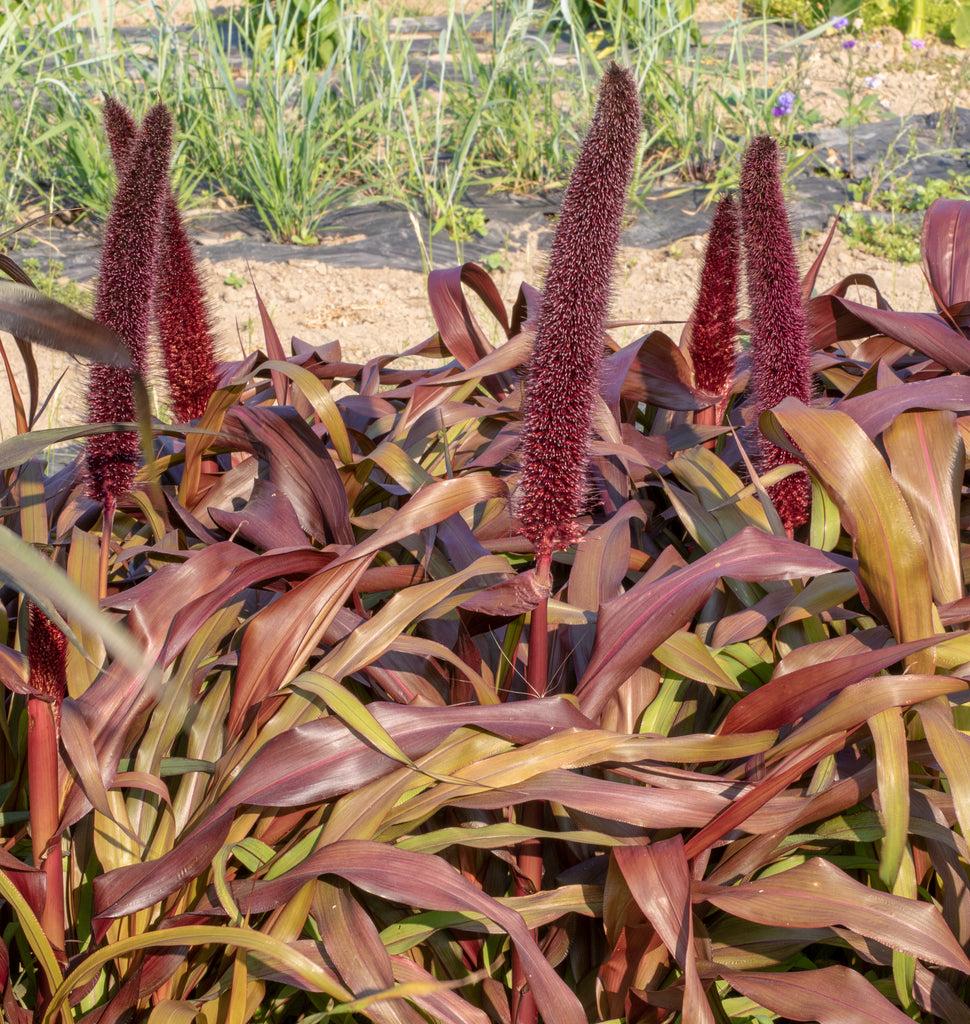 Grass Millet Copper Prince - View 2 from www redcrocus com