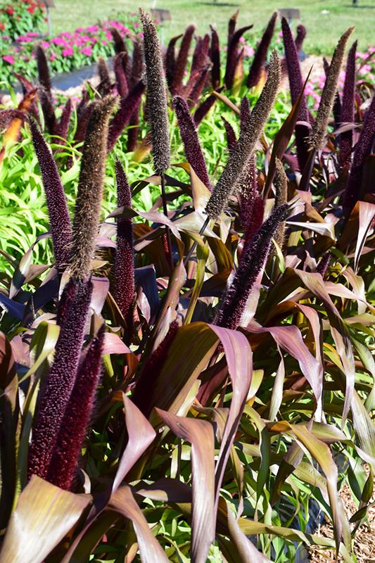 Grass Millet Copper Prince - View 3 from www redcrocus com