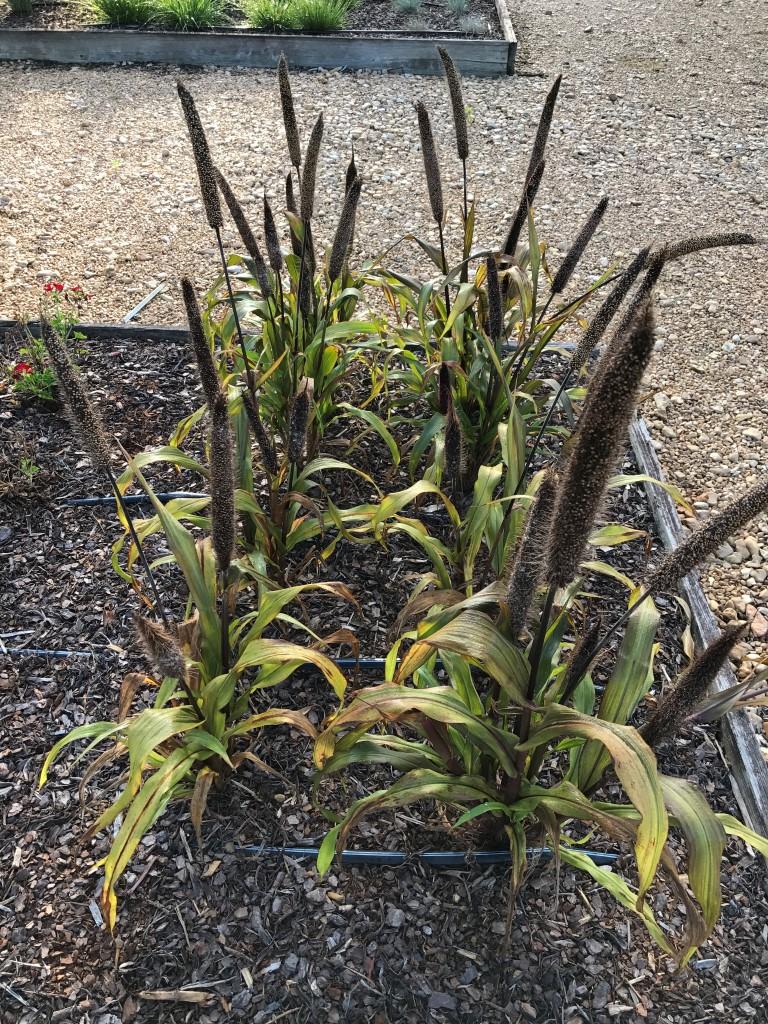 Grass Millet Copper Prince - View 6 from www redcrocus com