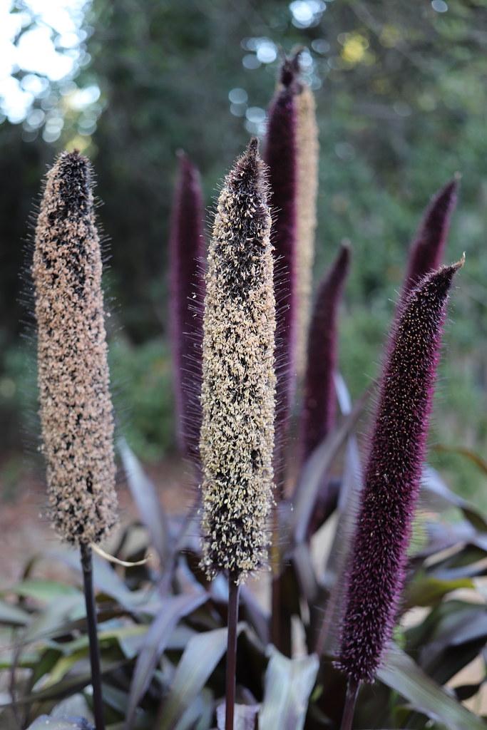 Grass Millet Copper Prince - View 8 from www redcrocus com