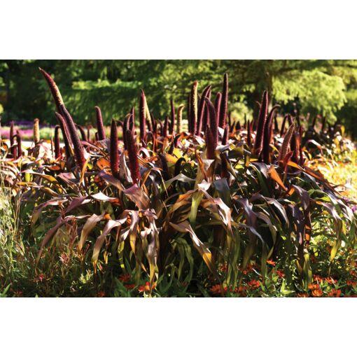 Grass Millet Copper Prince - View 9 from www redcrocus com
