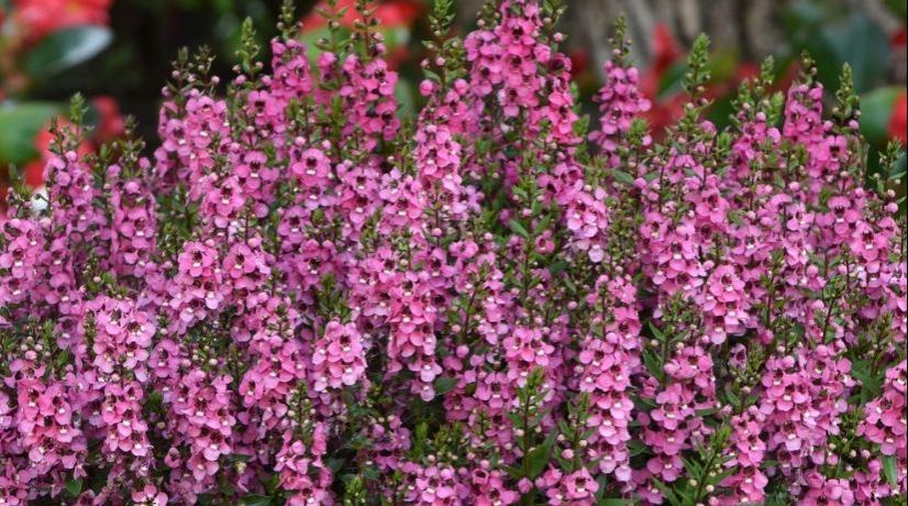 Angelonia 'serena Rose' - View 10 from www redcrocus com