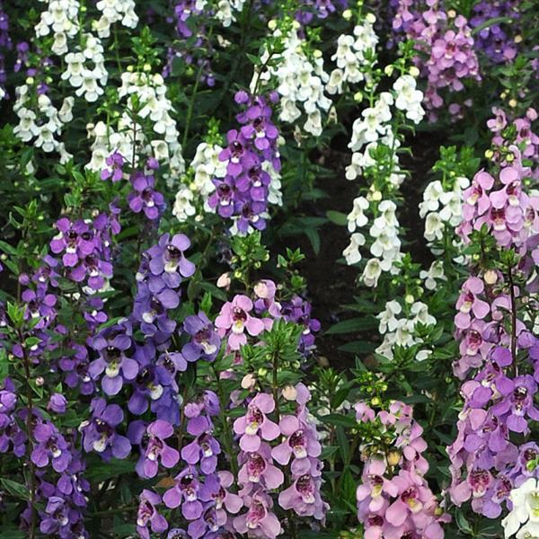 Angelonia 'serena Rose' - View 11 from www redcrocus com
