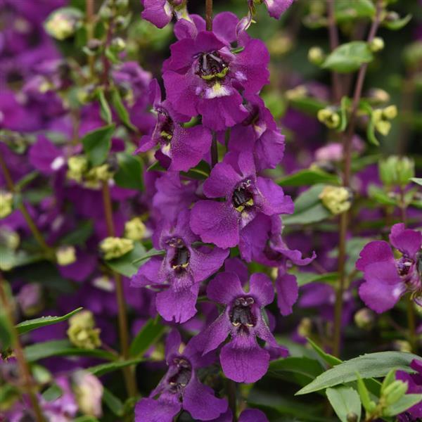 Angelonia 'serena Rose' - View 12 from www redcrocus com