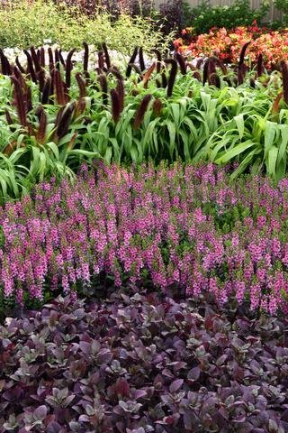 Angelonia 'serena Rose' - View 13 from www redcrocus com