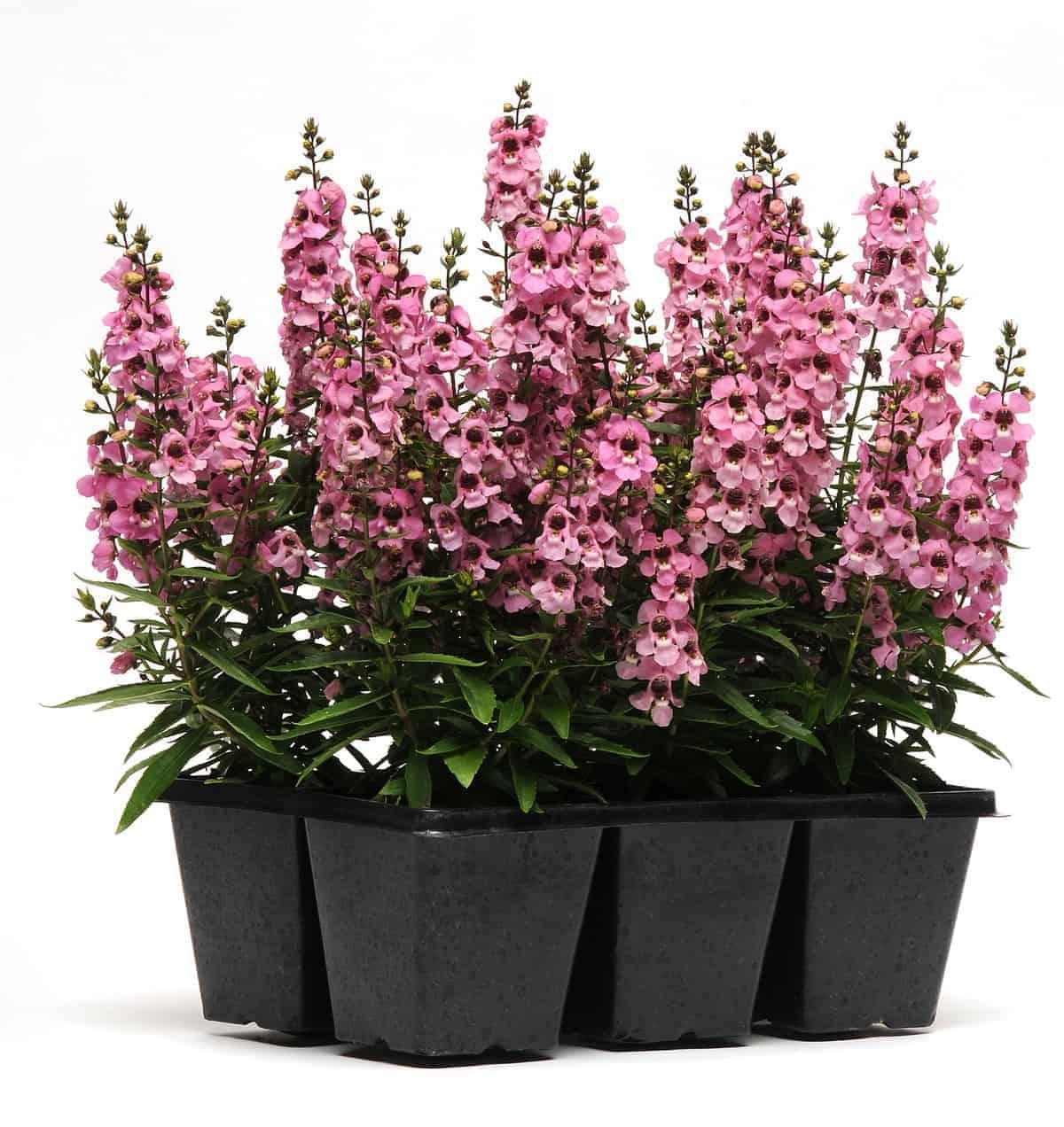 Angelonia 'serena Rose' - View 14 from www redcrocus com