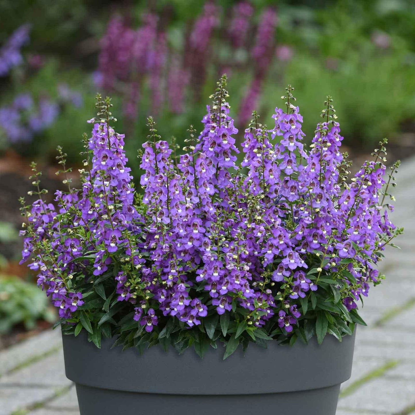 Angelonia 'serena Rose' - View 15 from www redcrocus com